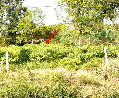 ขายทอดตลาด ที่ดินว่างเปล่า ต.พนมรอก อ.ท่าตะโก จ.นครสวรรค์