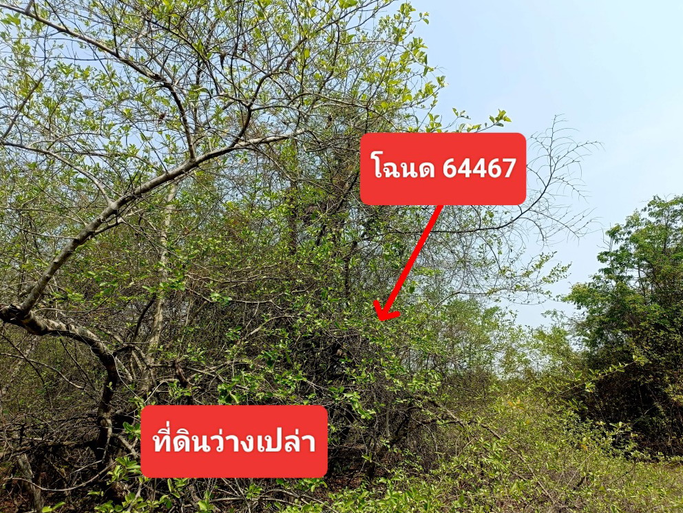 ขายทอดตลาด ที่ดินว่างเปล่า ต.ธงชัยเหนือ อ.ปักธงชัย จ.นครราชสีมา