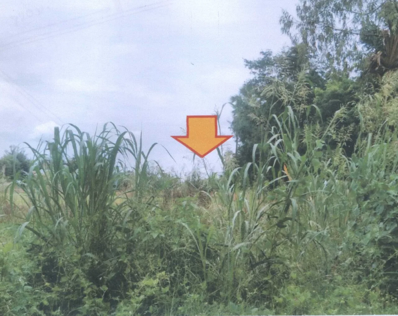ขายทอดตลาด ที่ดินว่างเปล่า ต.บ้านนา อ.บ้านนาเดิม จ.สุราษฎร์ธานี
