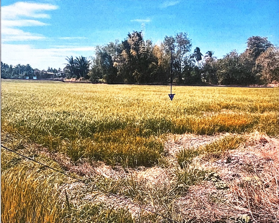 ขายทอดตลาด ที่ดินว่างเปล่า ต.โป่งแดง อ.ขามทะเลสอ (สูงเนิน) จ.นครราชสีมา