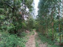ขายทอดตลาด ที่ดินว่างเปล่า ต.พังตรุ อ.พนมทวน จ.กาญจนบุรี