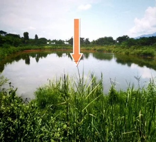 รูปทรัพย์ 1