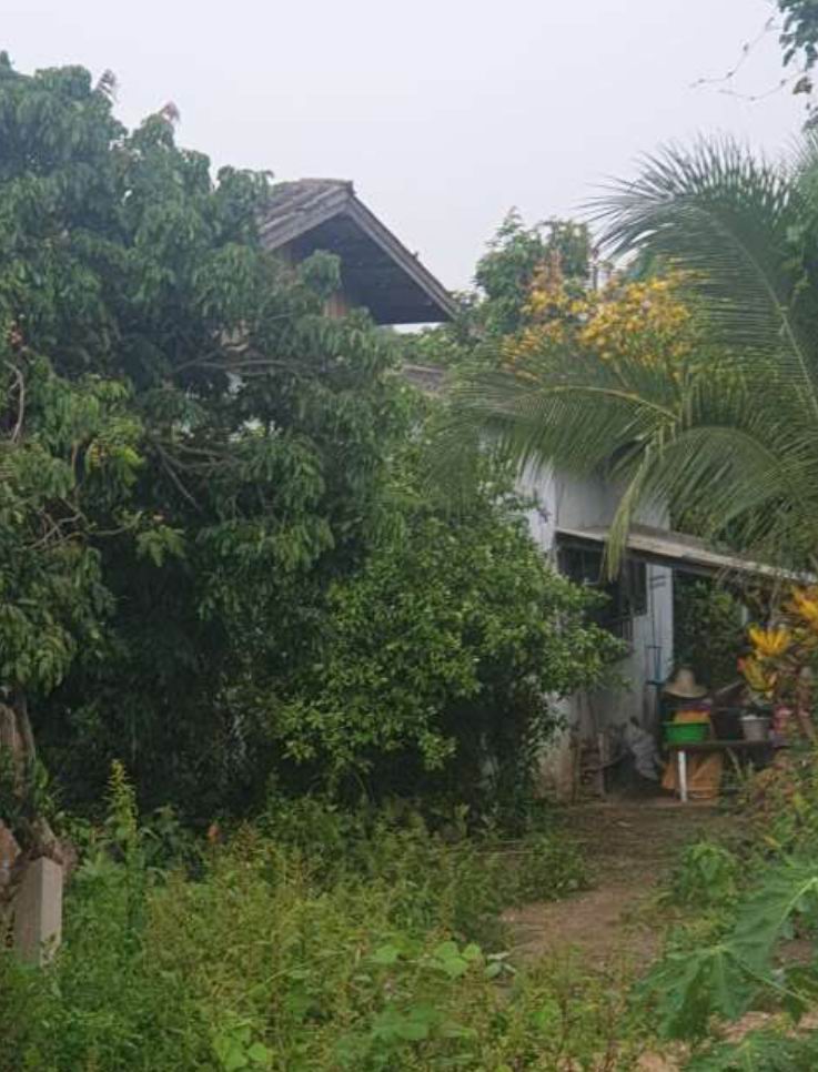 ขายทอดตลาด ที่ดินพร้อมสิ่งปลูกสร้าง ต.แม่แฝกใหม่ อ.สันทราย จ.เชียงใหม่