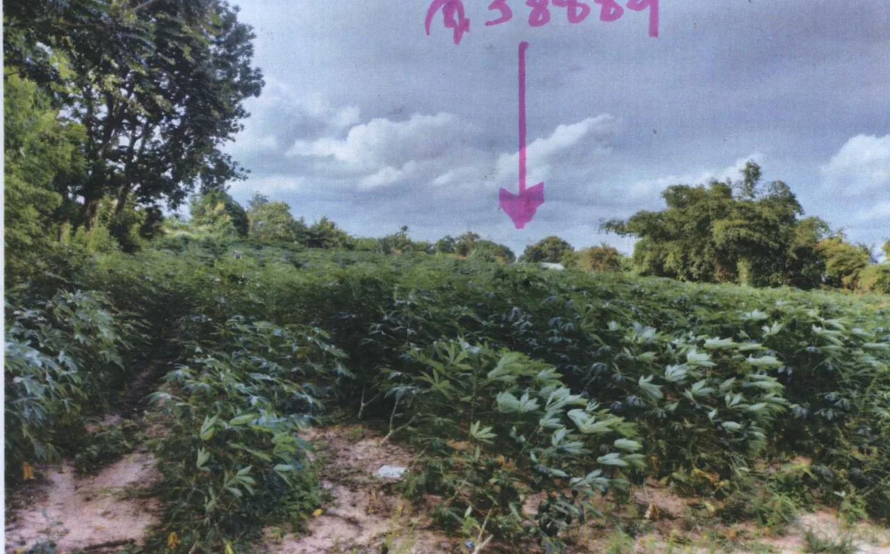ขายทอดตลาด ที่ดินว่างเปล่า ต.ท่าอ่าง อ.โชคชัย จ.นครราชสีมา