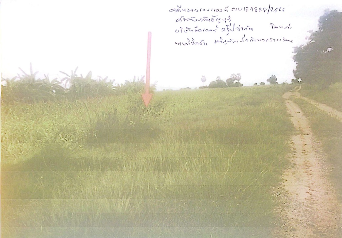 ขายทอดตลาด ที่ดินว่างเปล่า ต.บึงอ้อ อ.ขามทะเลสอ จ.นครราชสีมา