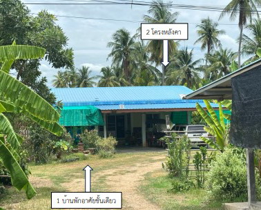 ขายทอดตลาด ที่ดินพร้อมสิ่งปลูกสร้าง ต.ตาขีด อ.บรรพตพิสัย จ.นครสวรรค์