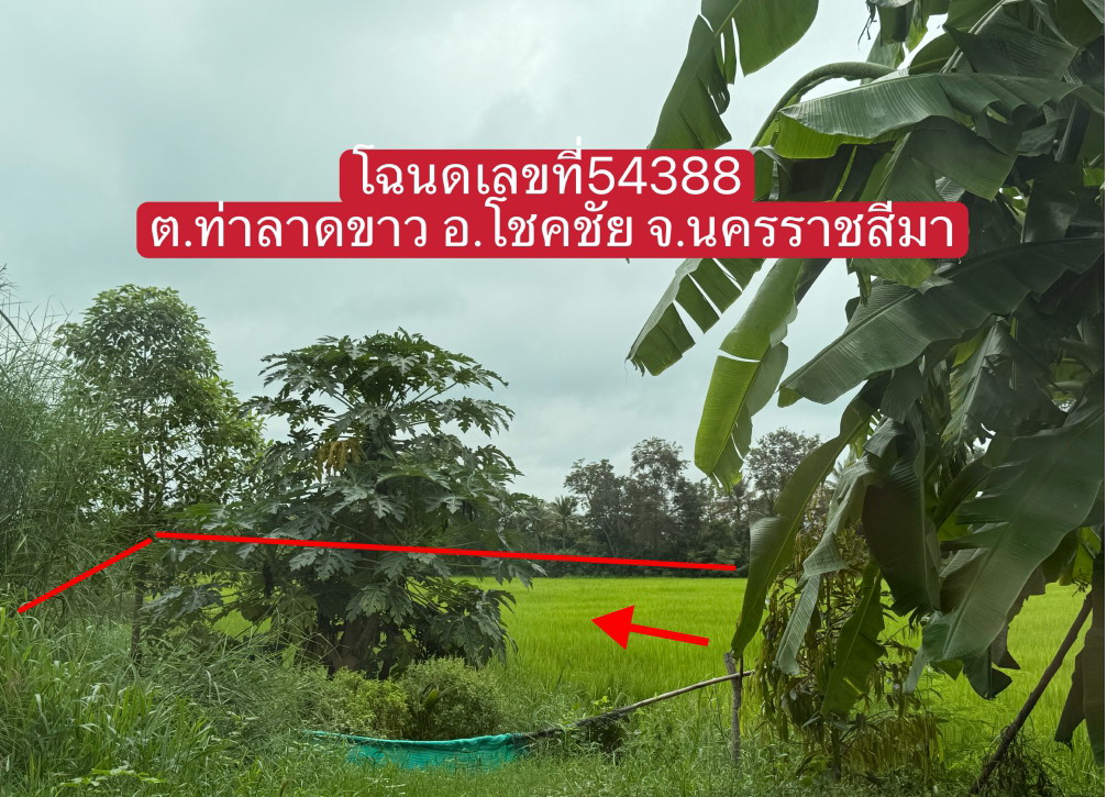 ขายทอดตลาด ที่ดินว่างเปล่า จ.นครราชสีมา