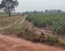 ขายทอดตลาด ที่ดินว่างเปล่า ต.หนองกุงศรี อ.หนองกุงศรี จ.กาฬสินธุ์