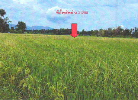 ขายทอดตลาด ที่ดินว่างเปล่า ต.วังเมือง อ.ลาดยาว จ.นครสวรรค์
