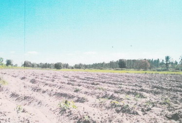 ขายทอดตลาด ที่ดินว่างเปล่า ต.หนองบัว อ.หนองกุงศรี จ.กาฬสินธุ์