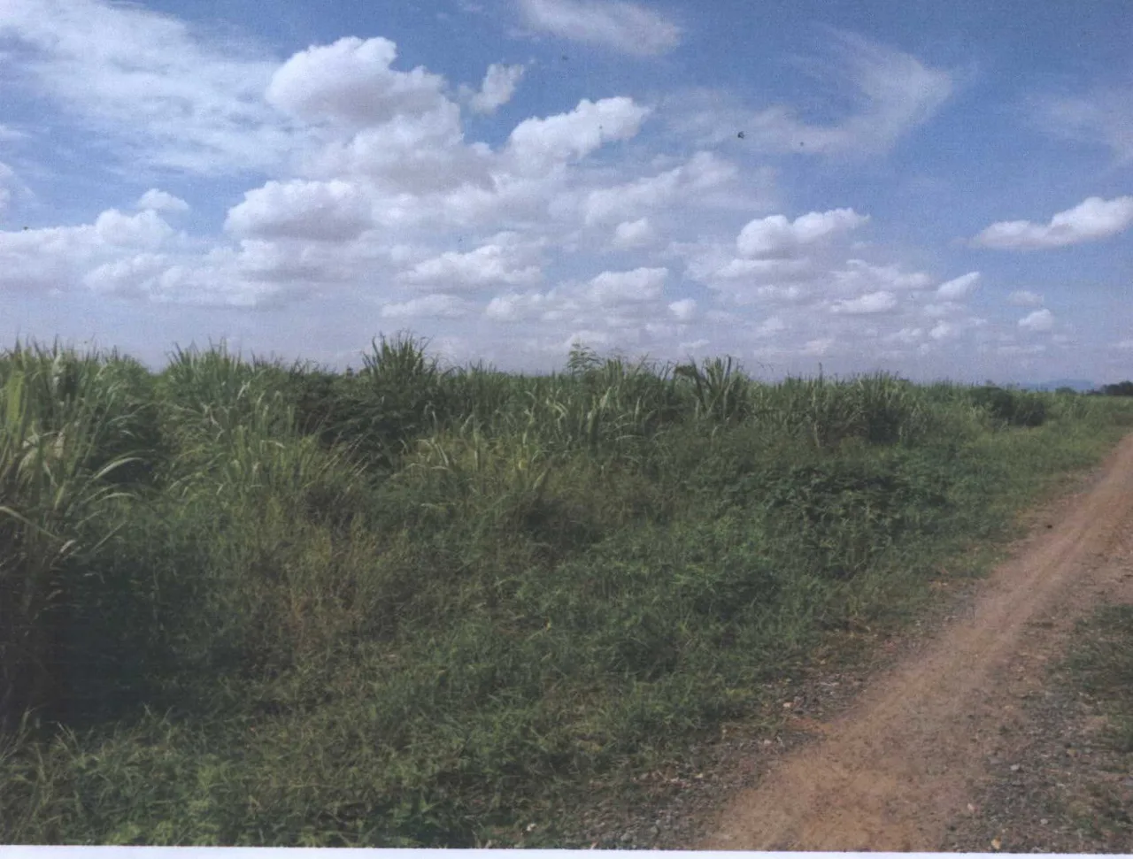ขายทอดตลาด ที่ดินว่างเปล่า ต.(หนองกลับ)ทุ่งทอง อ.หนองบัว จ.นครสวรรค์