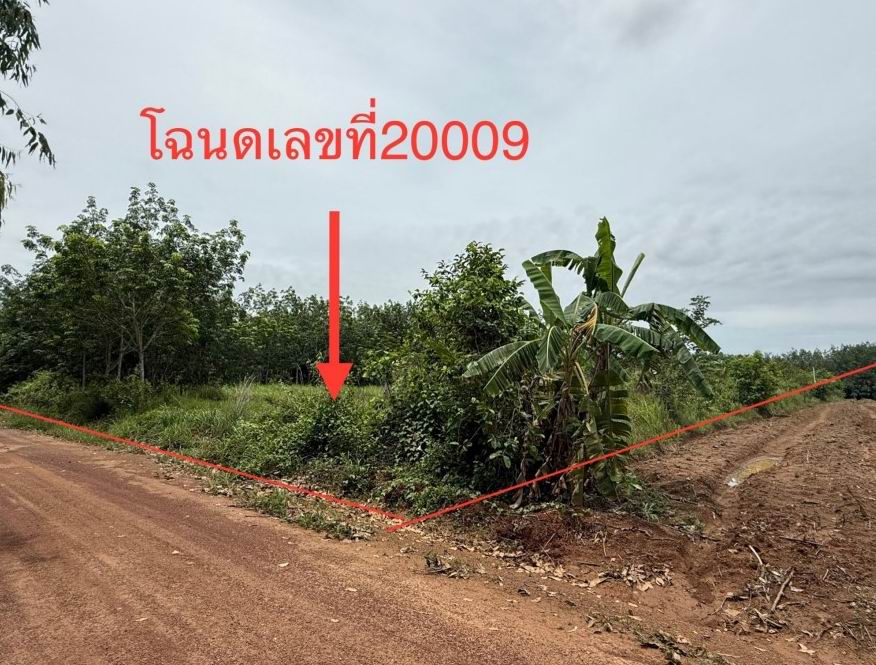 ขายทอดตลาด ที่ดินว่างเปล่า ต.หอคำ อ.เมืองบึงกาฬ จ.บึงกาฬ