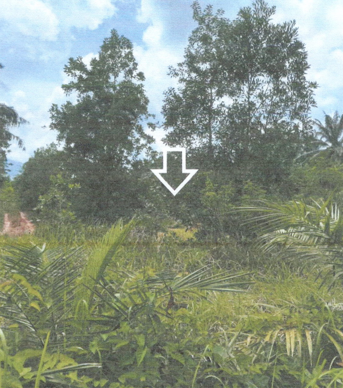 ขายทอดตลาด ที่ดินว่างเปล่า ต.เขาดิน อ.เขาพนม จ.กระบี่