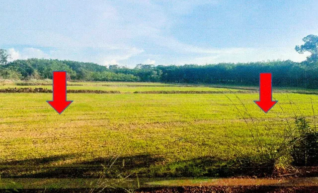ขายทอดตลาด ที่ดินว่างเปล่า ต.ศรีสำราญ อ.พรเจริญ จ.บึงกาฬ