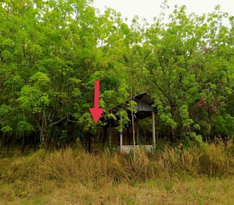 ขายทอดตลาด ที่ดินว่างเปล่า ต.ไคสี อ.เมืองบึงกาฬ จ.บึงกาฬ