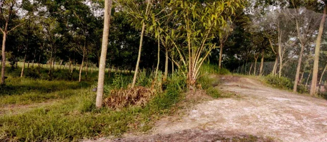 ขายทอดตลาด ที่ดินว่างเปล่า ต.ศรีวิไล อ.ศรีวิไล จ.บึงกาฬ