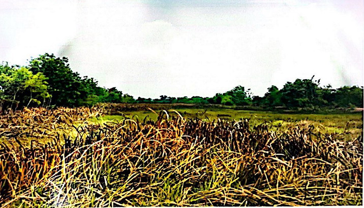 ขายทอดตลาด ที่ดินว่างเปล่า ต.ศรีจุฬา อ.เมืองนครนายก จ.นครนายก