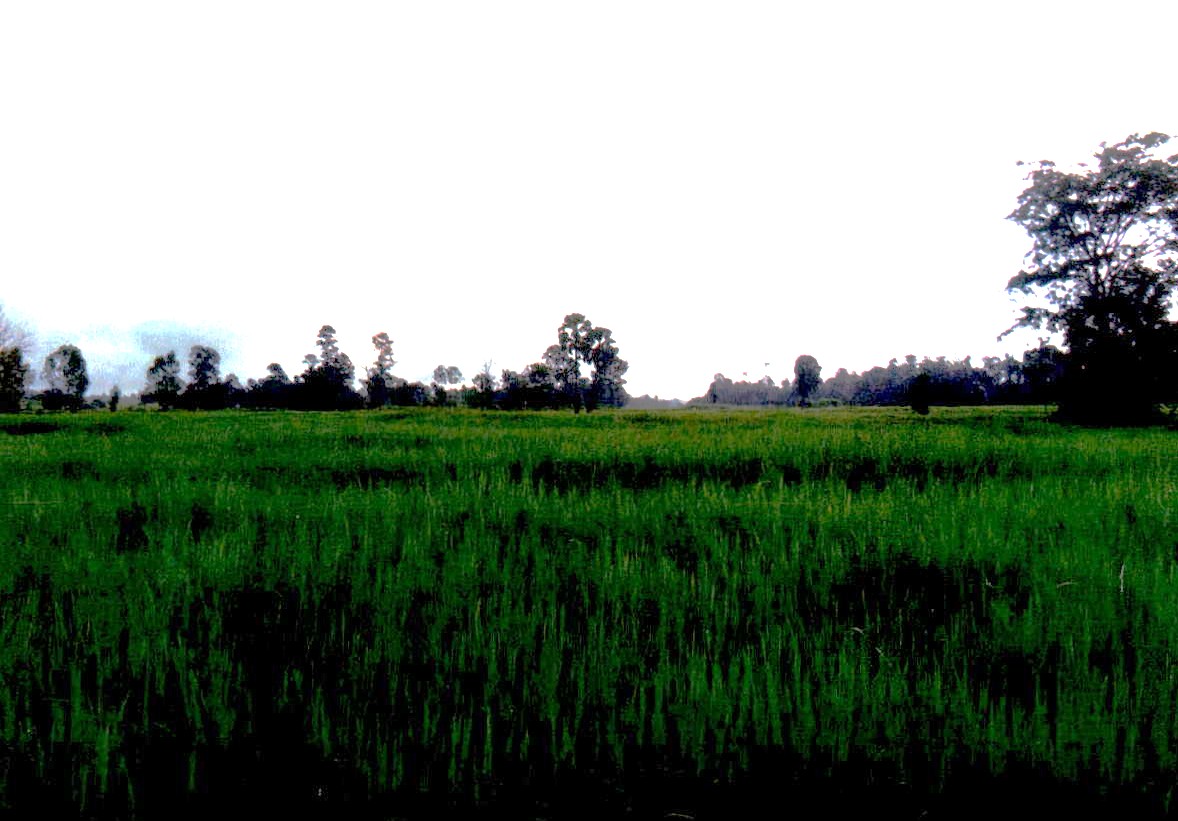 ขายทอดตลาด ที่ดินว่างเปล่า จ.กาฬสินธุ์