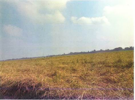 ขายทอดตลาด ที่ดินว่างเปล่า ต.บ้านหอย อ.ประจันตคาม จ.ปราจีนบุรี