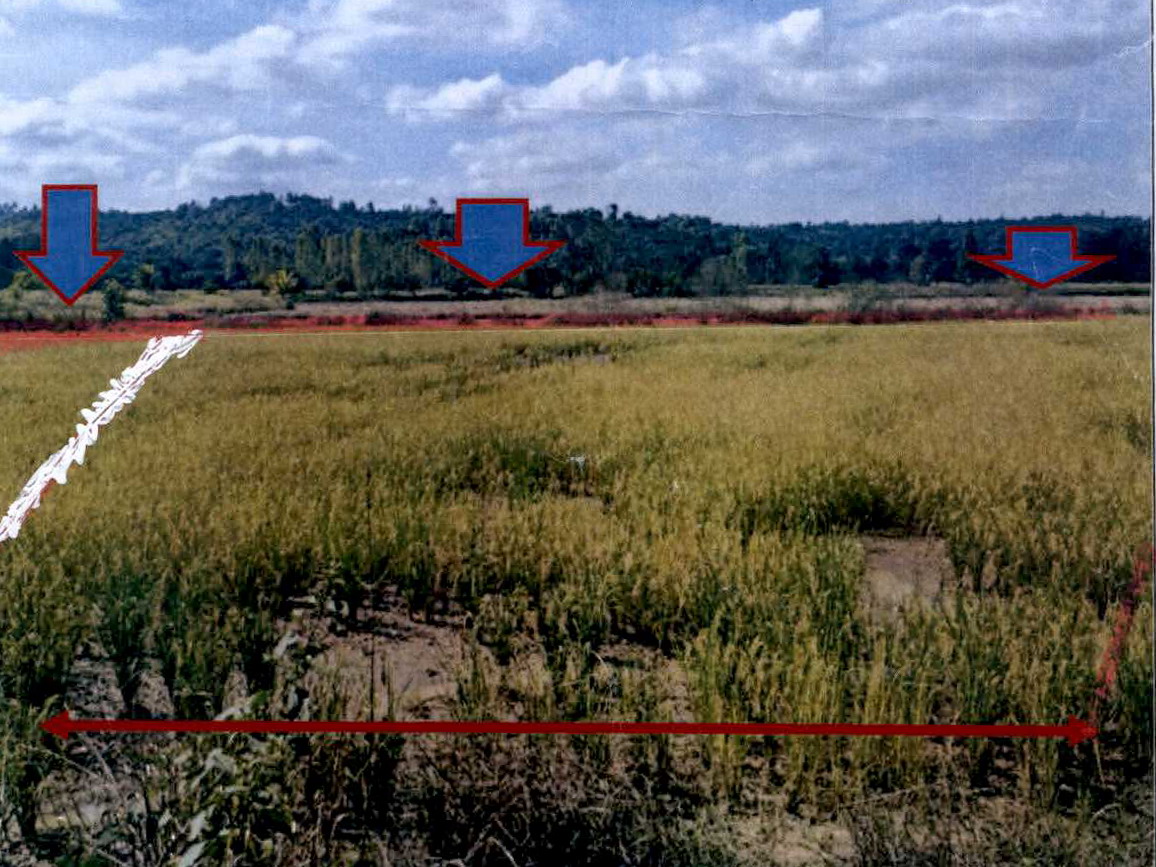 ขายทอดตลาด ที่ดินว่างเปล่า ต.โคกกระชาย อ.ครบุรี จ.นครราชสีมา