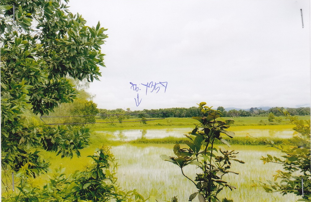 ขายทอดตลาด ที่ดินว่างเปล่า ต.โพธิ์งาม อ.ประจันตคาม จ.ปราจีนบุรี