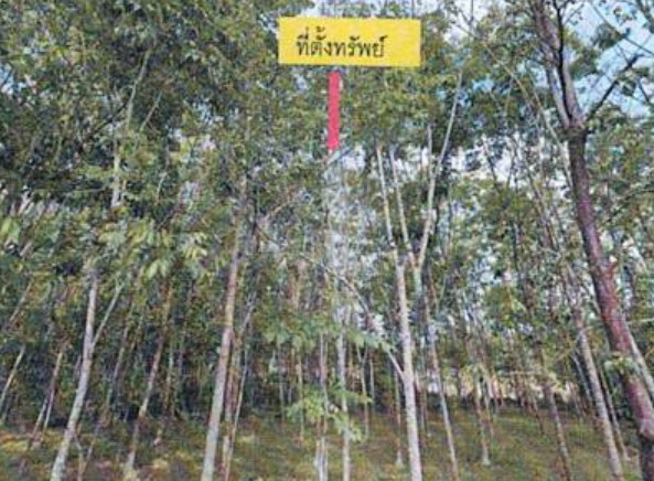 ขายทอดตลาด ที่ดินว่างเปล่า ต.บาเจาะ อ.บาเจาะ จ.นราธิวาส