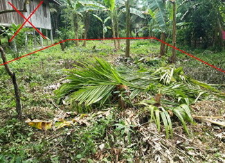 ขายทอดตลาด ที่ดินว่างเปล่า ต.รือเสาะออก อ.รือเสาะ จ.นราธิวาส