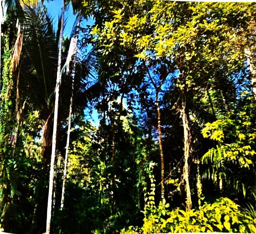 ขายทอดตลาด ที่ดินว่างเปล่า ต.โพนทอง อ.บัวใหญ่ จ.นครราชสีมา