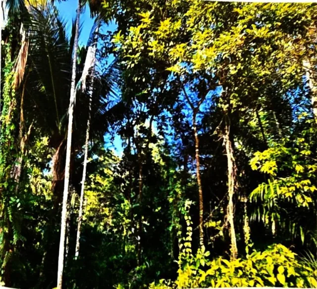 ขายทอดตลาด ที่ดินว่างเปล่า ต.โพนทอง อ.บัวใหญ่ จ.นครราชสีมา