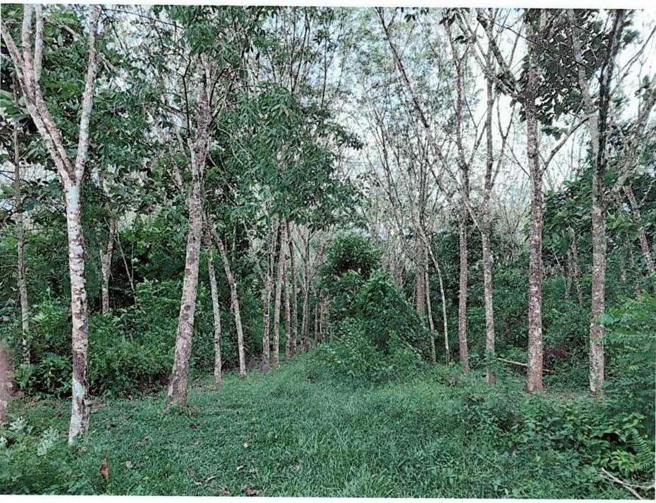 ขายทอดตลาด ที่ดินว่างเปล่า ต.ตะมะยูง อ.ศรีสาคร จ.นราธิวาส