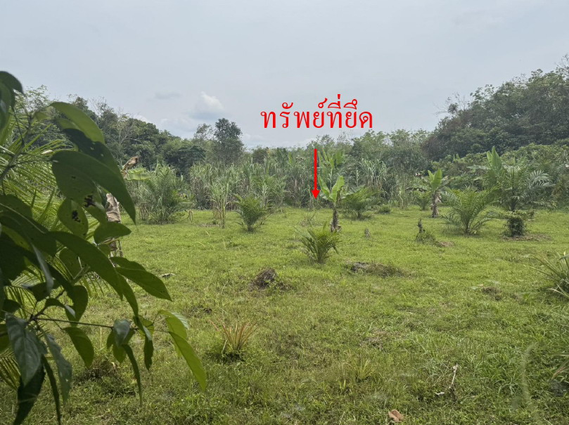 ขายทอดตลาด ที่ดินว่างเปล่า ต.สากอ อ.สุไหงปาดี จ.นราธิวาส
