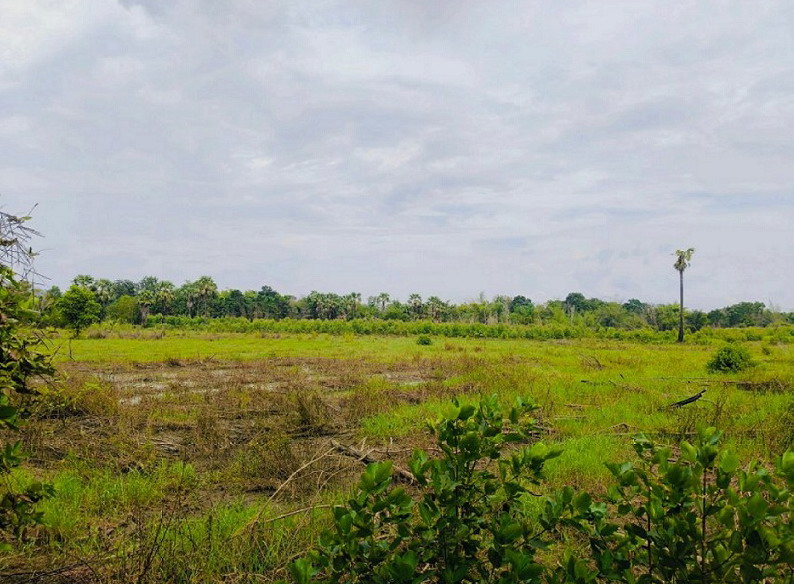 ขายทอดตลาด ที่ดินว่างเปล่า ต.โพธิ์งาม อ.ประจันตคาม จ.ปราจีนบุรี