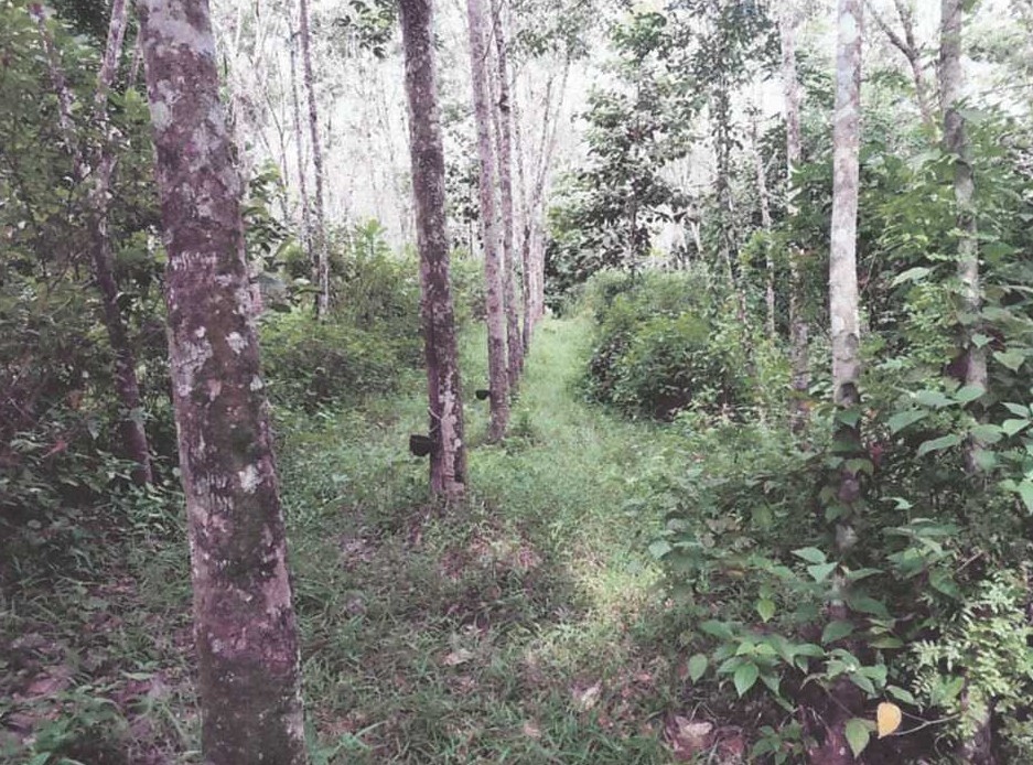 ขายทอดตลาด ที่ดินว่างเปล่า ต.ดุซงญอ อ.กิ่งอำเภอจะแนะ จ.นราธิวาส