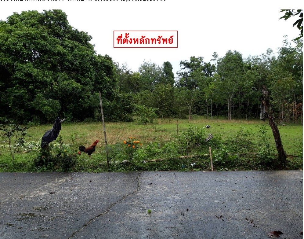 ขายทอดตลาด ที่ดินว่างเปล่า ต.รือเสาะออก อ.รือเสาะ จ.นราธิวาส