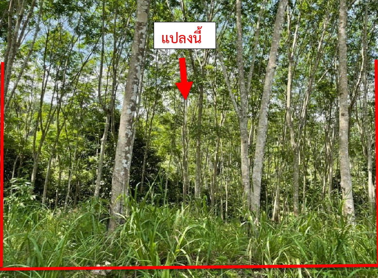 ขายทอดตลาด ที่ดินว่างเปล่า ต.กาลิซา อ.ระแงะ จ.นราธิวาส