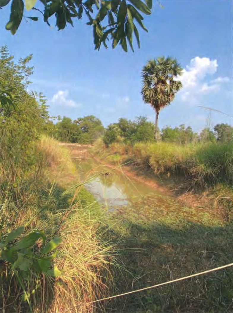 ขายทอดตลาด ที่ดินว่างเปล่า ต.หนองแก้ว อ.ประจันตคาม จ.ปราจีนบุรี