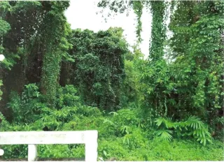 รูปทรัพย์ 2