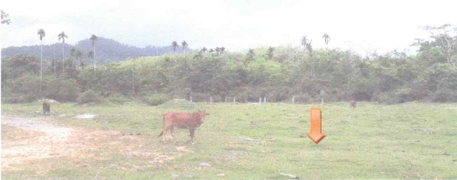 ขายทอดตลาด ที่ดินว่างเปล่า ต.สุไหงปาดี อ.สุไหงปาดี จ.นราธิวาส