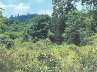รูปทรัพย์ 2