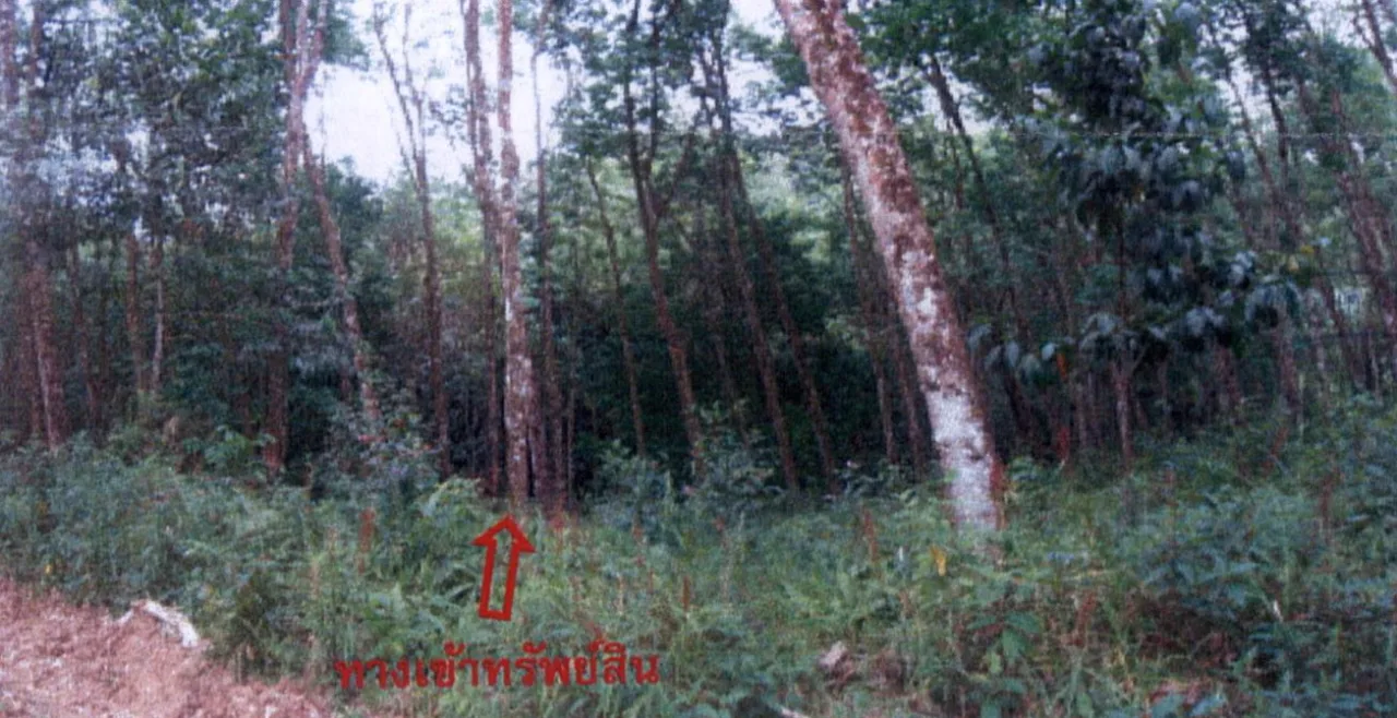 ขายทอดตลาด ที่ดินว่างเปล่า ต.ช้างเผือก อ.จะแนะ จ.นราธิวาส