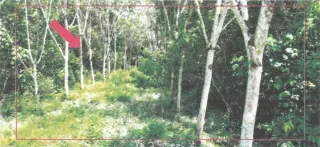 รูปทรัพย์ 3