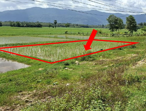 ขายทอดตลาด ที่ดินว่างเปล่า ต.บาเจาะ อ.บาเจาะ จ.นราธิวาส