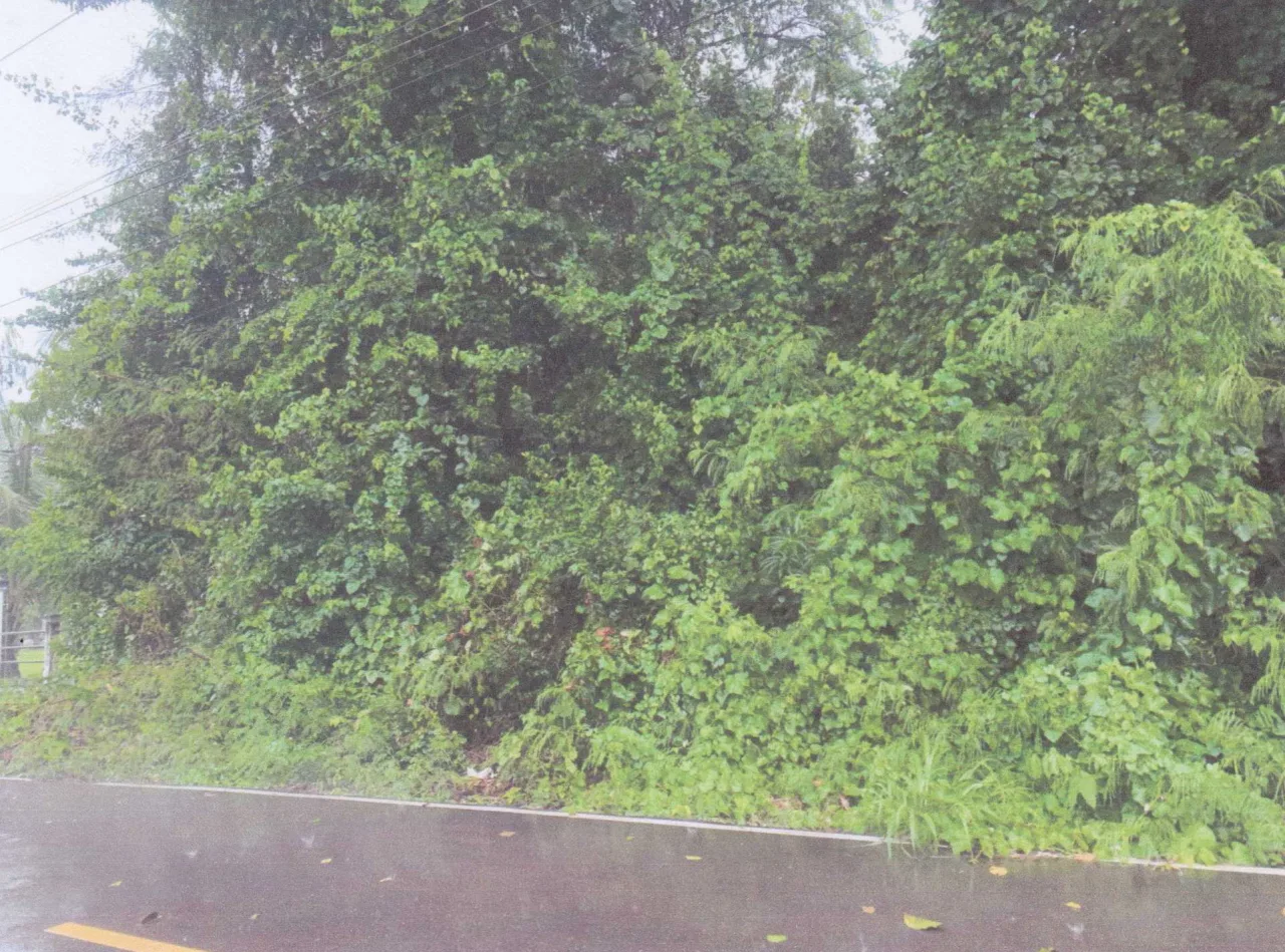 ขายทอดตลาด ที่ดินว่างเปล่า จ.ปราจีนบุรี
