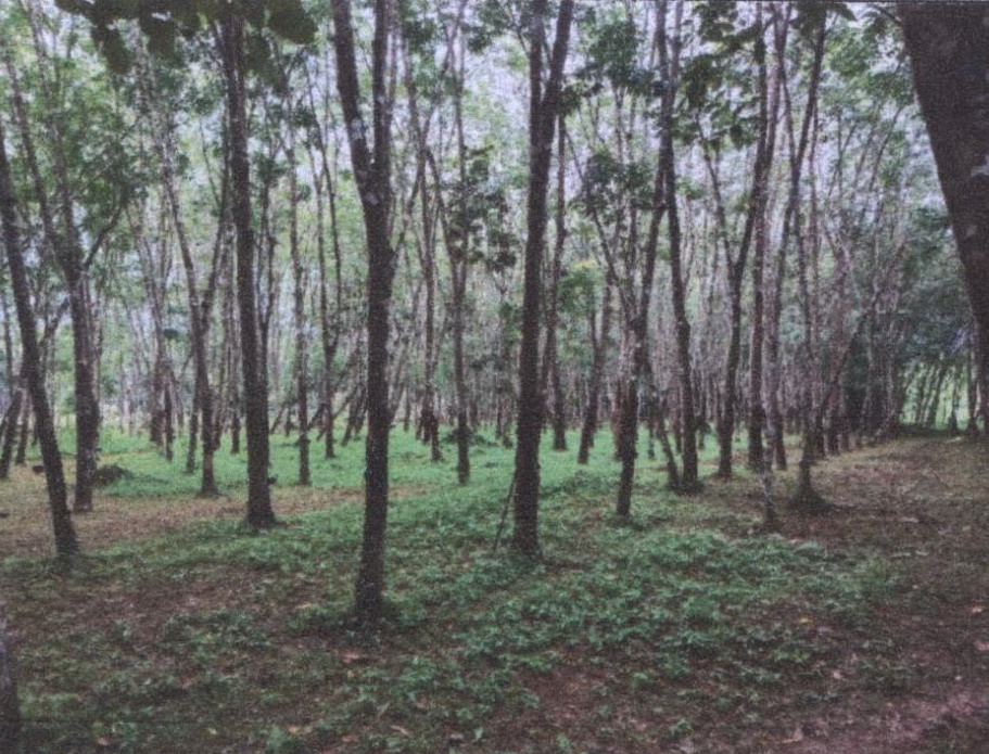 ขายทอดตลาด ที่ดินว่างเปล่า ต.นางหลง อ.ชะอวด จ.นครศรีธรรมราช