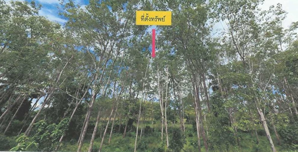 ขายทอดตลาด ที่ดินว่างเปล่า ต.ลาโละ อ.รือเสาะ จ.นราธิวาส