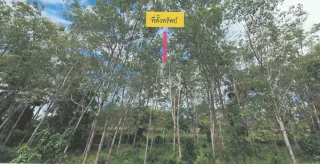 รูปทรัพย์ 1