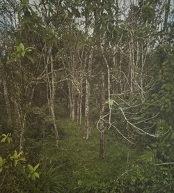 ขายทอดตลาด ที่ดินว่างเปล่า ต.ศรีสาคร อ.ศรีสาคร จ.นราธิวาส