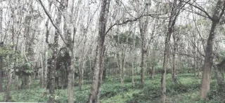 รูปทรัพย์ 3