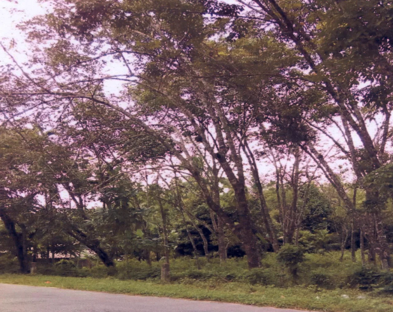 ขายทอดตลาด ที่ดินว่างเปล่า ต.โพธิ์ชัย อ.เมืองหนองคาย จ.หนองคาย