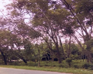 รูปทรัพย์ 1